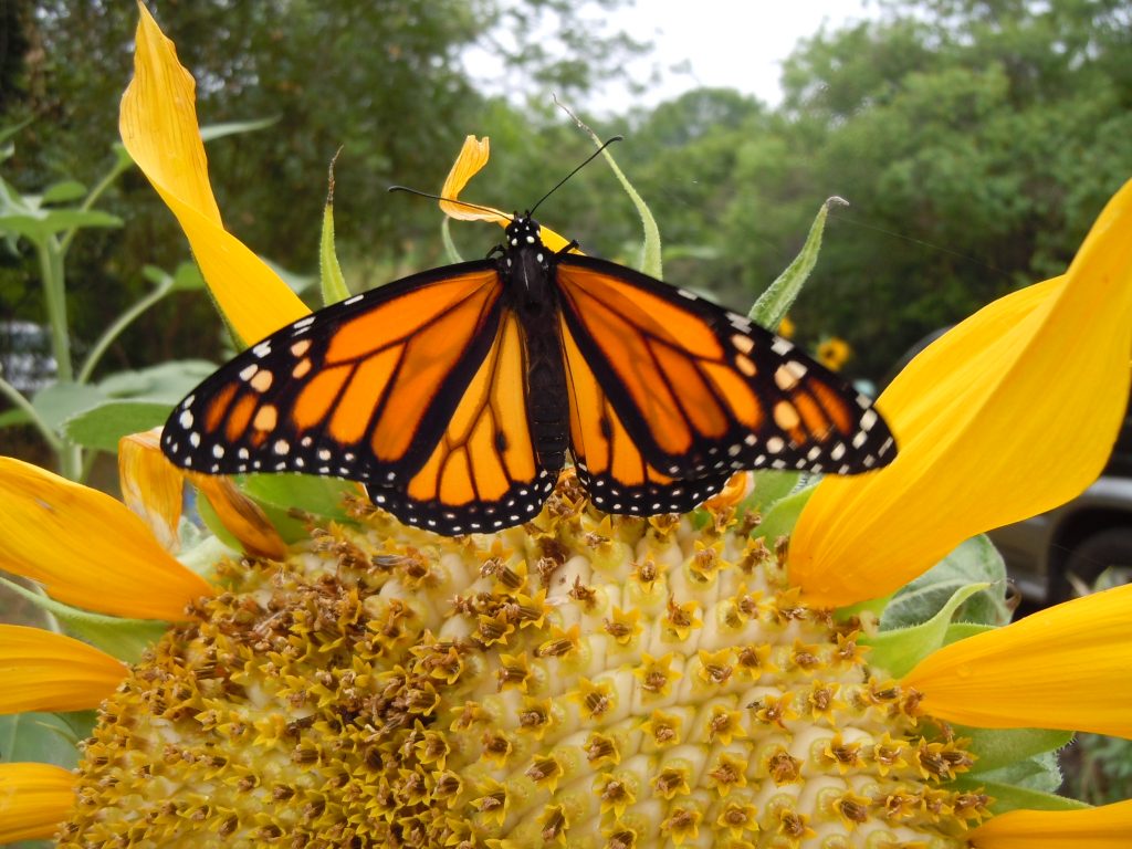 Monarch butterflies are on the move in Texas