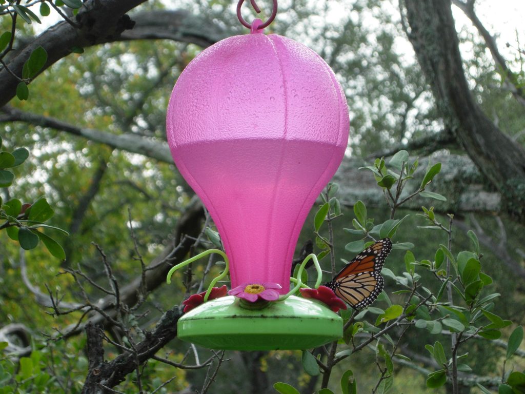 Monarch buttefly on hummingbird feeder