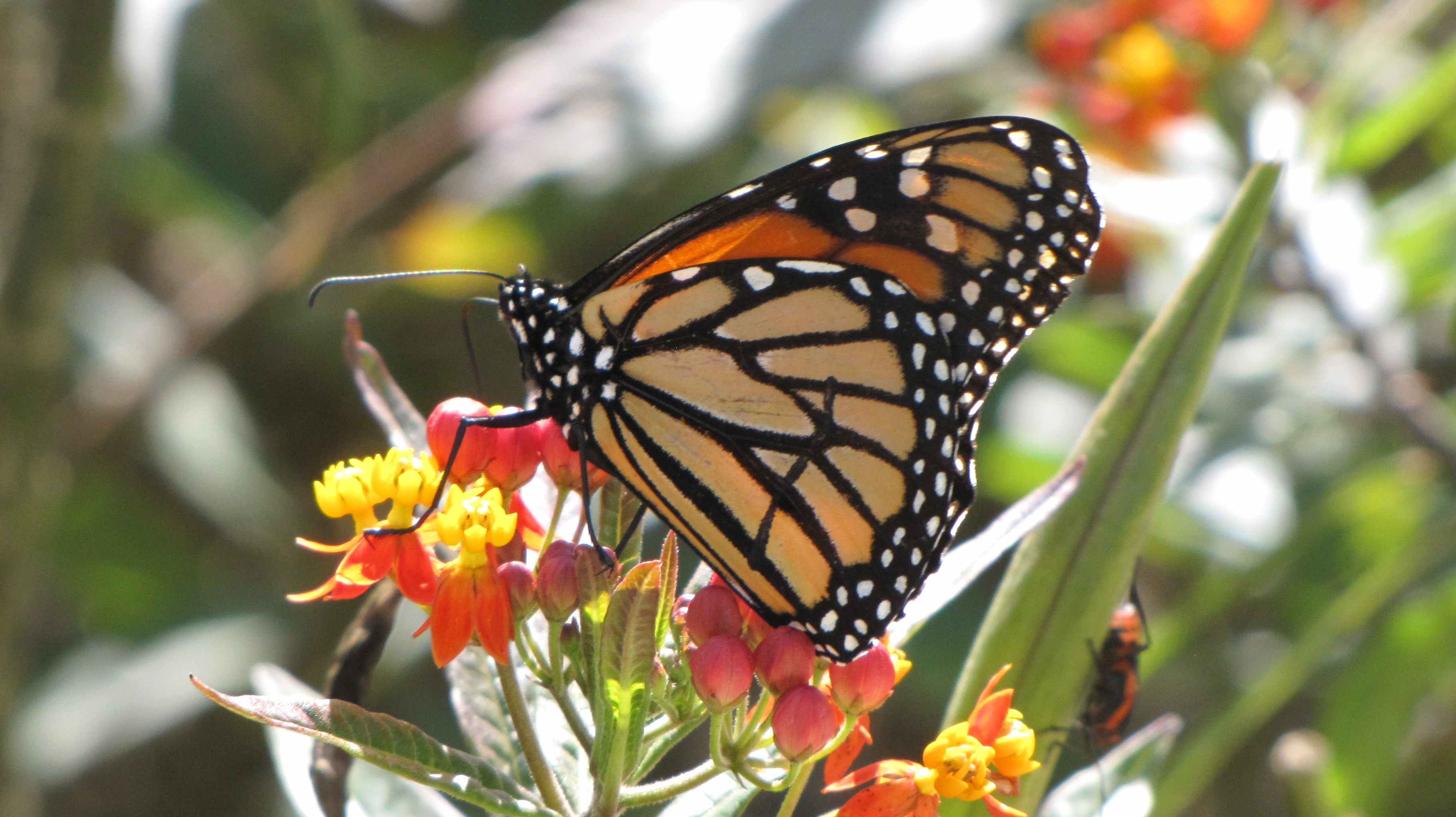 Resident Monarch butterfly at the San Antonio River Milkweed Patch