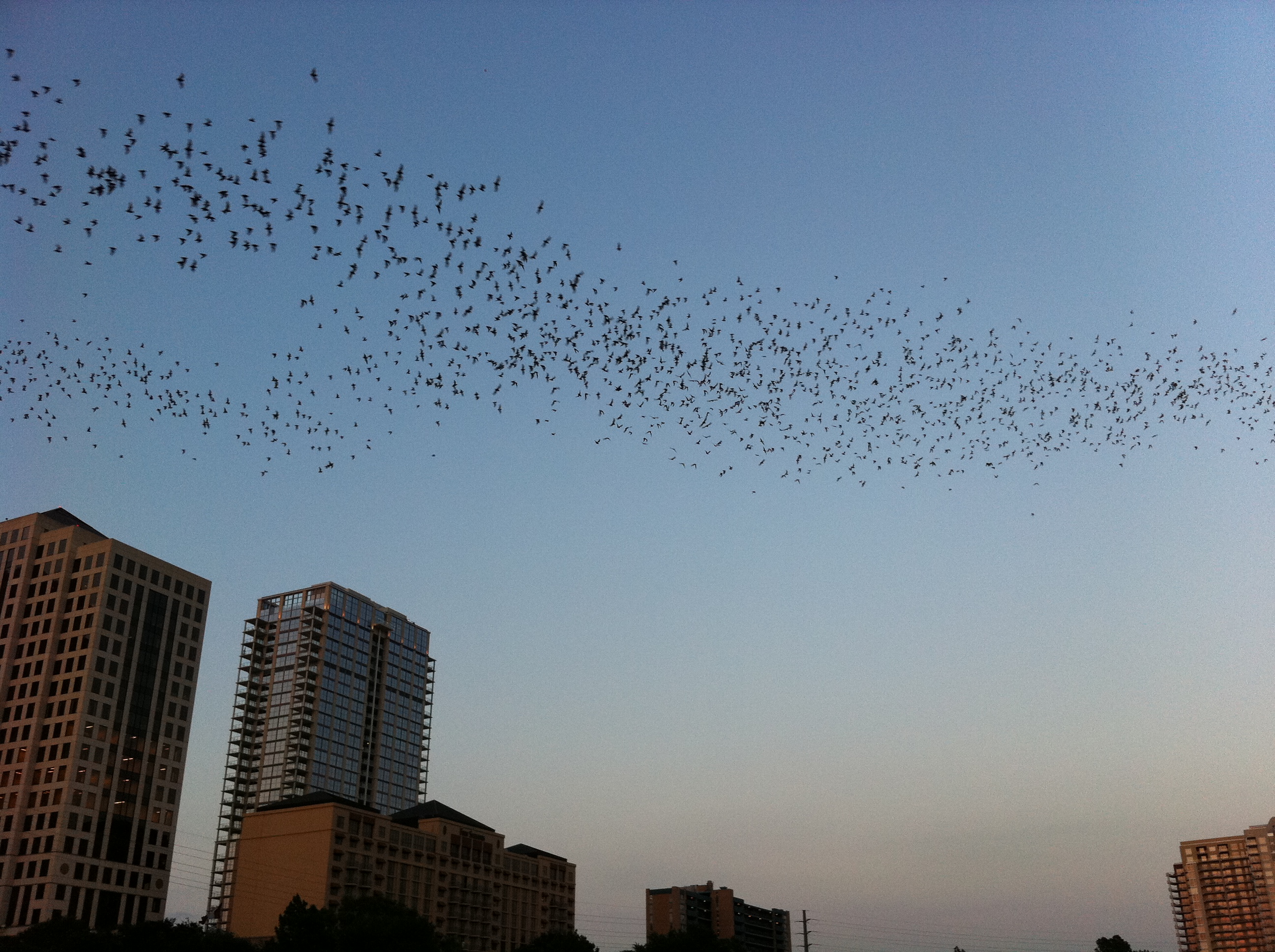 Congress Ave. Bridge bats were early this year