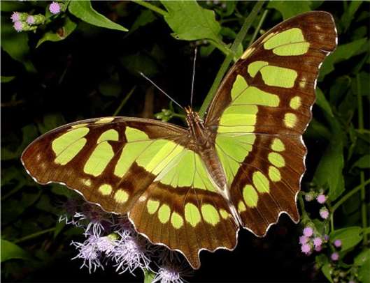 Malachite Butterfly looks like a green Monarch --photo courtesy NABA