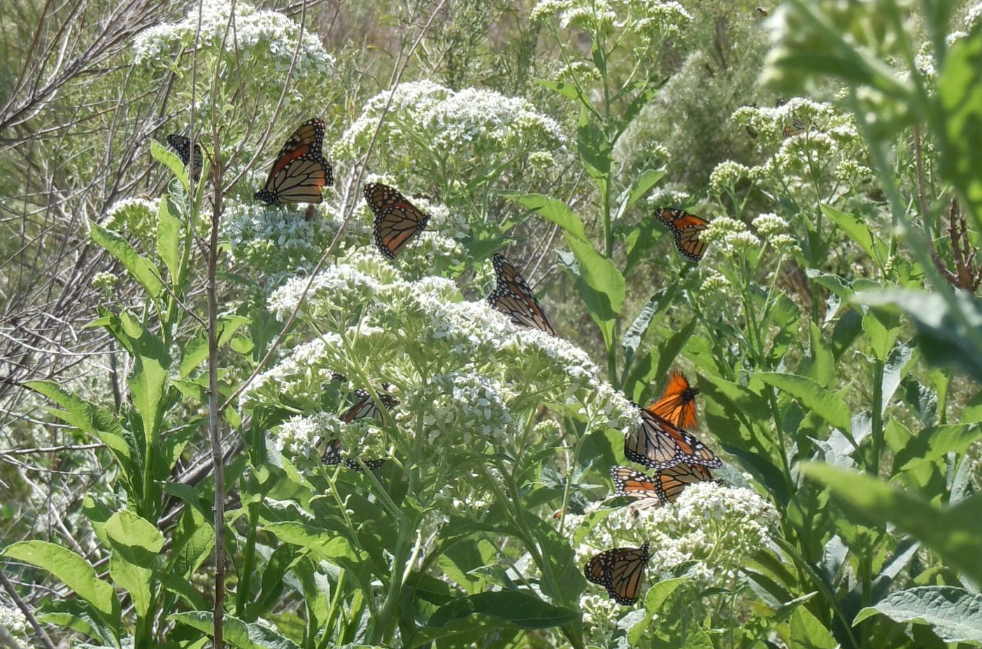  Monarch butterflies are on their way