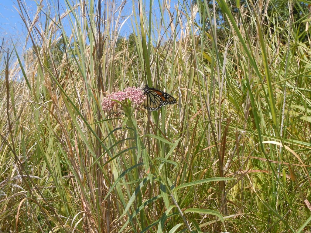 Monarch nectaring on swamp milkweed