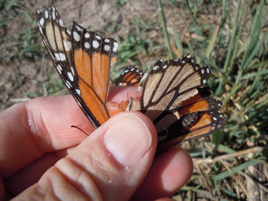 Raggedy Monarch butterfly