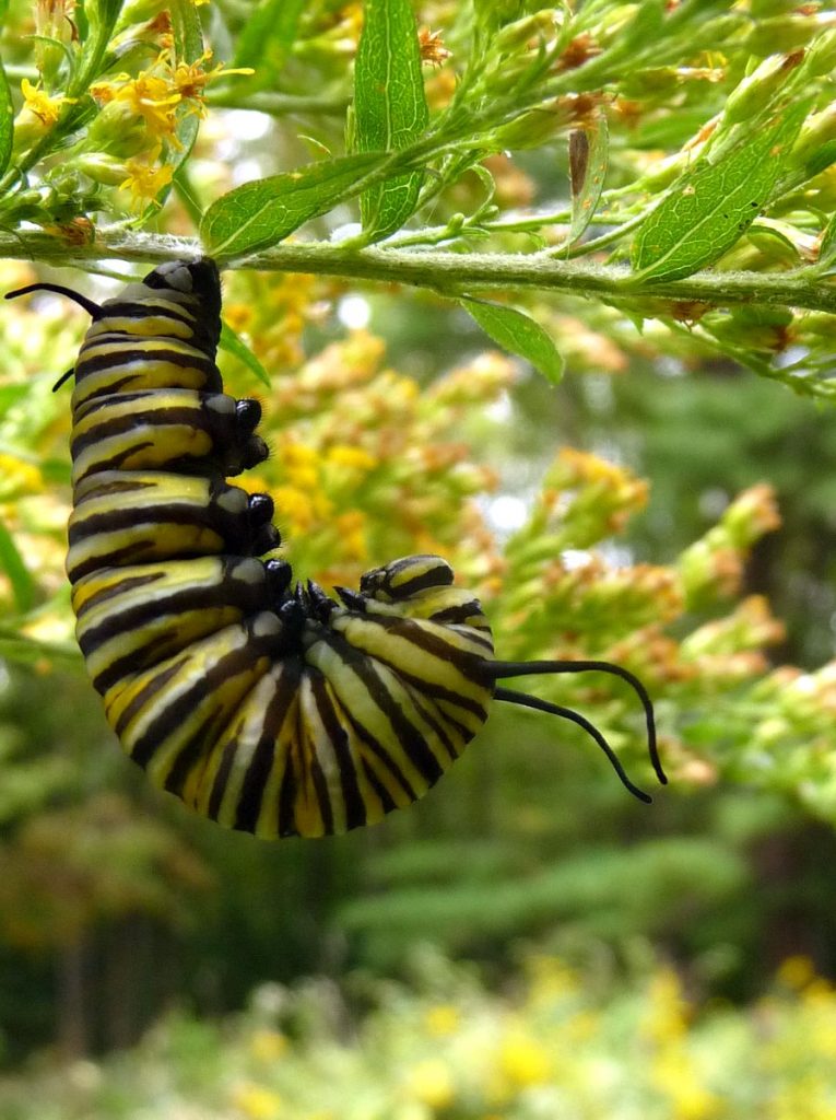 Late blooming Monarch caterpillar forms its chrysalis 